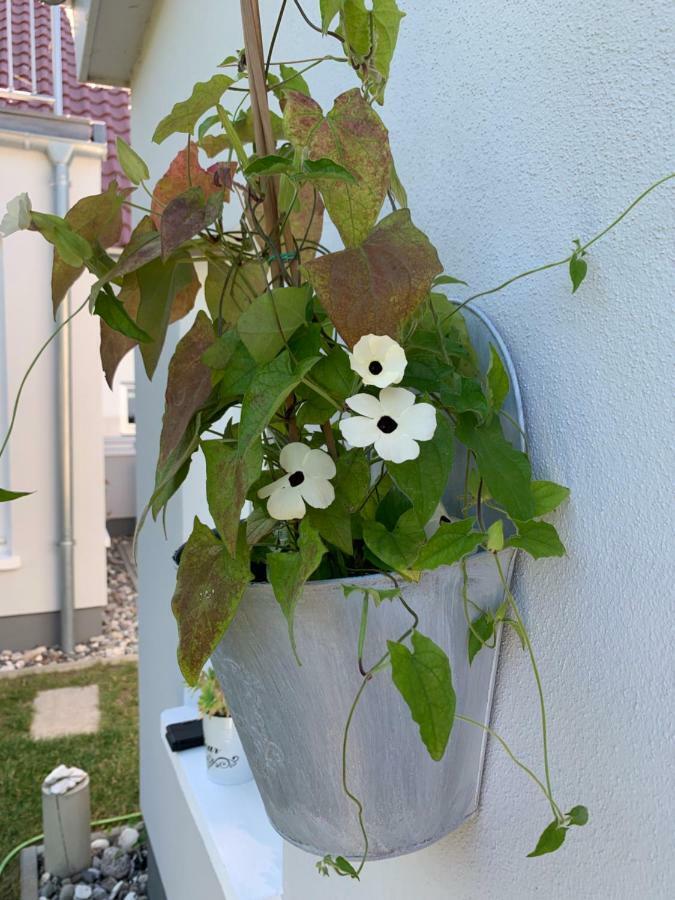 Appartement Haus Vicus à Greifswald Extérieur photo